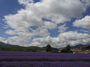 紫色薰衣草田与蓝天白云