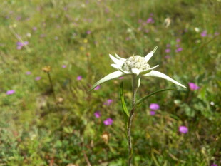 草地上的白色星形花朵