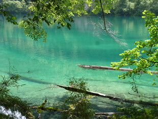 碧绿幽潭间的自然美景