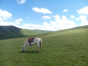 草原上独自吃草的白马