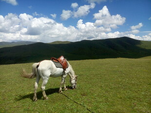 草原上的白马