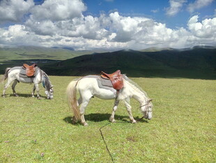 草原上的两匹驮鞍骏马