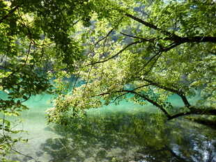林间绿水畔的葱郁景致