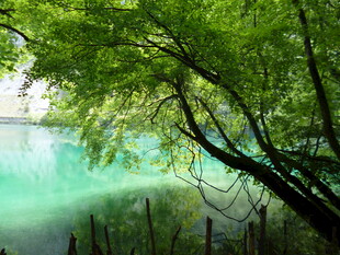 湖畔绿树倒映的静谧美景