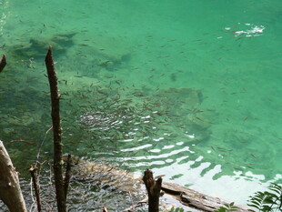 清澈湖水下的自然景象
