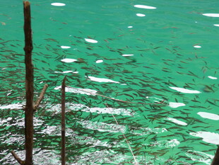 水下绿植与波光粼粼景象