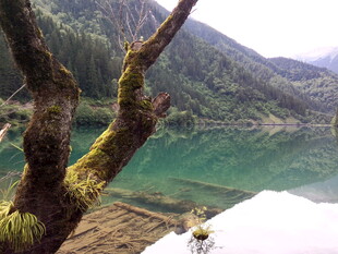 湖畔枯树与碧绿湖水美景