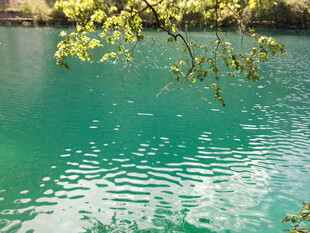 清澈绿水与枝头绿叶