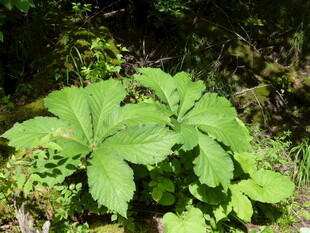 绿叶植物于林间绽放