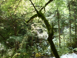 茂密森林中的弯曲树木