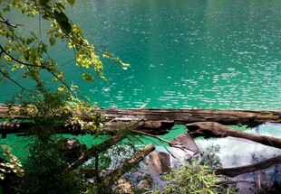 山间绿水旁横卧的枯木