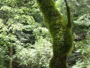 森林中长满青苔的树干