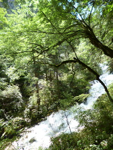 山林间的潺潺溪流