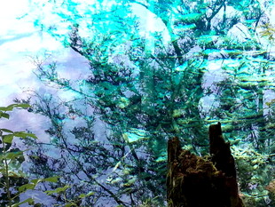 水下奇幻景观 神秘植物