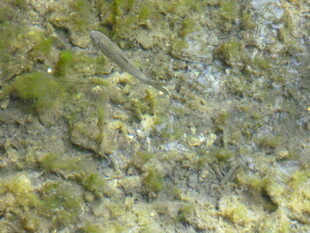 岩石上的绿色苔藓景观