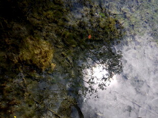 水中树影倒映自然景象