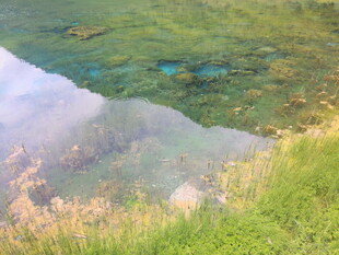 清澈水边的翠绿草地