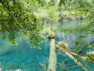 清澈蓝湖旁的林间景象