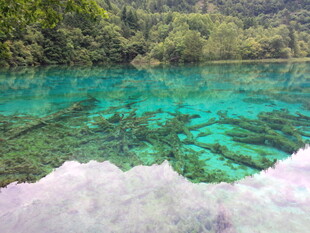 清澈碧绿的水下森林景观