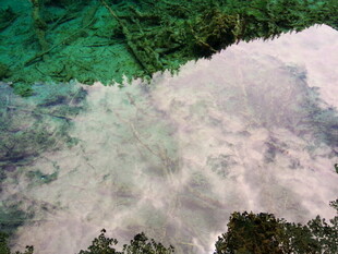 清澈水面倒映绿树景象