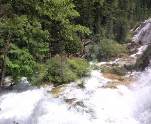 山间溪流旁的葱郁绿植