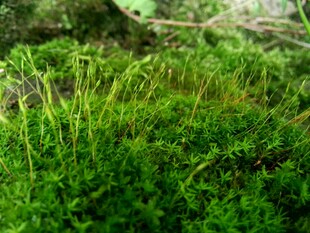 翠绿生机的蓬勃苔藓植物