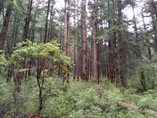 茂密森林中的绿意景致