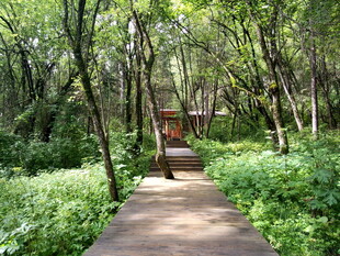 林间小径 漫步自然之境