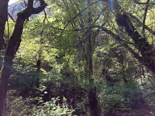 林间光影下的繁茂树木