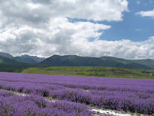 紫色薰衣草田与远山美景
