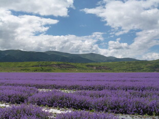 紫色薰衣草田 蓝天白云景