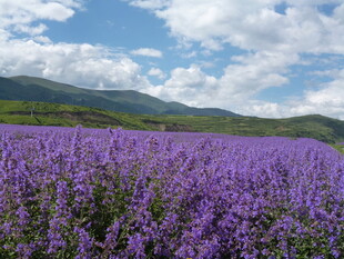 紫色薰衣草花海田园风光