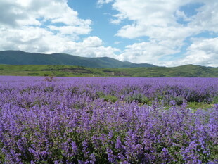 紫色薰衣草花海美景