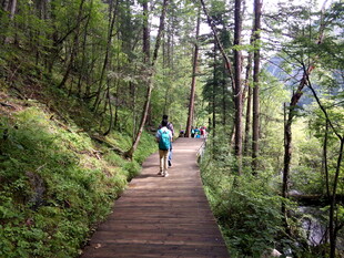 林间漫步的徒步者