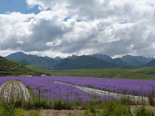 紫色花海与远山美景