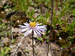 野外绽放的美丽紫菀花