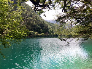 碧绿湖水与繁茂林木之景