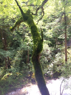 森林中弯曲覆绿苔的树干