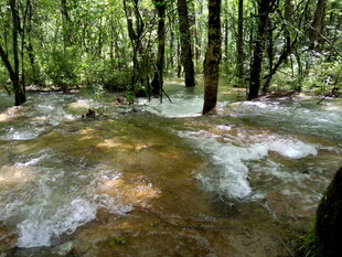 林间潺潺溪流 自然美景