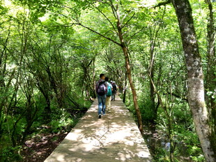林间小道上的徒步旅行者