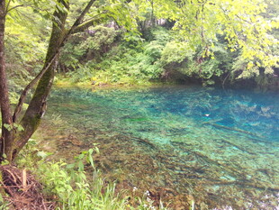 清澈幽潭边的葱郁景致