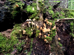 森林中生长的多彩蘑菇