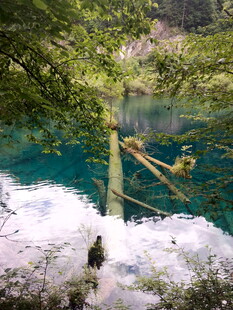 湖畔雪景中的翠绿枝叶