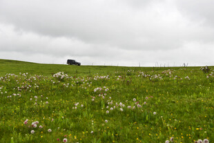 草原花海中的孤独车辆