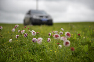 草地繁花旁的汽车