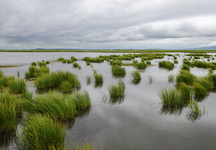 湿地风光 水草繁茂的水域