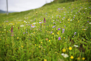 草原上的缤纷野花