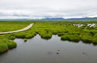 湿地风光中的蜿蜒小路