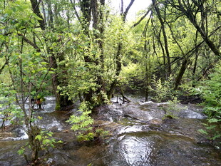 林间潺潺溪流的自然景致