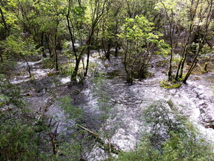 森林中的湿润地面景观